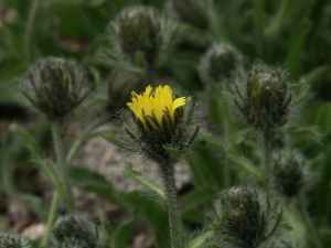 Alpen-Habichtskraut (Hieracium alpinum, Brocken)