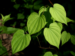 Blätter (Missouri, USA)