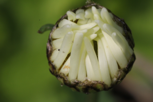 Magerwiesen-Margerite (Leucanthemum vulgare, Brocken)