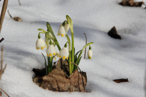 Märzenbecher (Leucojum vernum, Leipziger Auwald)