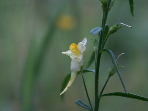 Leinkraut (Linaria vulgaris, Brocken)