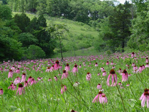 Wiese mit Echtem Sonnenhut (Missouri, USA)