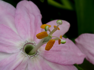 Passionsblume (Passiflora, Madeira)