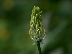 Ährige Teufelskralle (Phyteuma spicatum, Brocken)