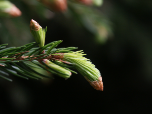 Fichte (Picea abies, Brocken)