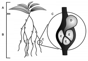 Abbildung zu Plant Cell Monogr (2008)