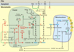 Abbildung zu Plant Physiol (139, 329-340)