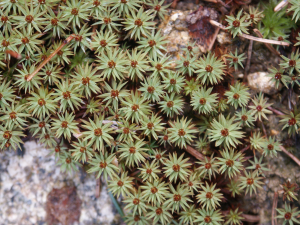 Filzmützenmoos (Pogonatum, Brocken)