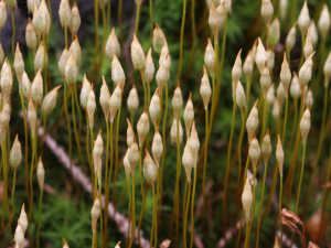 Frauenhaar (Polytrichum, Brocken)