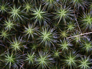 Frauenhaar (Polytrichum, Brocken)