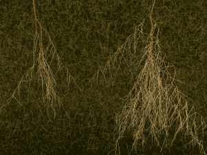 Wurzelsystem von Ericaceen
