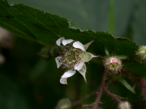 Brombeere (Rubus, Brocken)