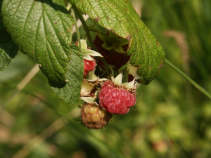 Himbeere (Rubus idaeus, Brocken)