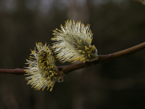 Sal-Weide (Salix caprea, Brocken)