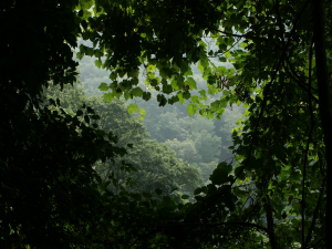 "Urwald" in den Smoky Mountains (Tennesse, USA)