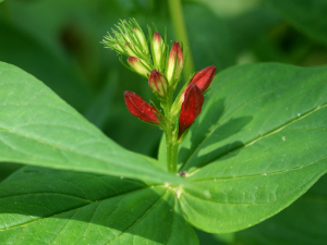 Spigelia marilandica (Missouri, USA)