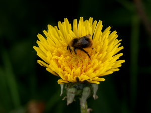 Löwenzahn (Taraxacum)