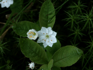 Europäischer Siebenstern (Trientalis europaea, Brocken)