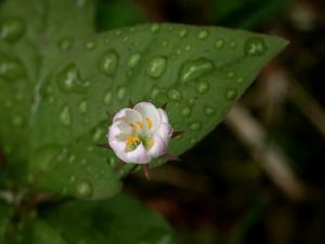 Europäischer Siebenstern (Trientalis europaea, Brocken)