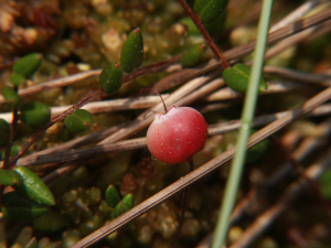 Moosbeere (Vaccinium oxycoccus, Brocken)