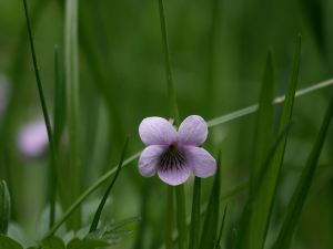 Sumpf-Veilchen (Viola palustris, Brocken)