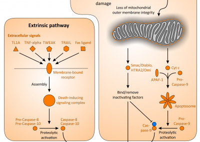 Apoptose