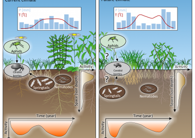 Der Einfluss des Klimawandels auf die Bodenbiologie