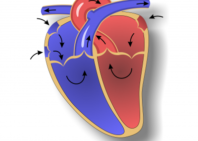 Anatomie des Herzen