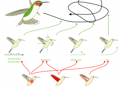 Wie fliegen Kolibris?