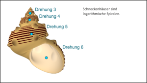 Wie modelliert man Schneckenhäuser?