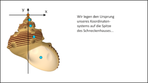 Wie modelliert man Schneckenhäuser?