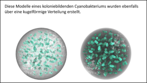 Darstellung eines koloniebildenden Cyanobakteriums