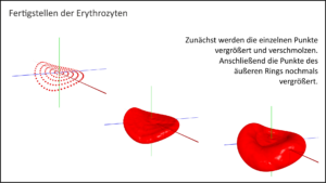 Darstellung eines Erythrozyten