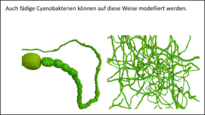 Würmer über random walk