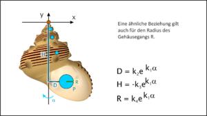 Wie modelliert man Schneckenhäuser?