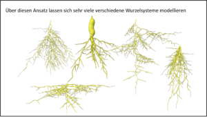 3D-Modell verschiedener Wurzelsysteme