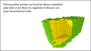 Pflanzlicher Zellverband