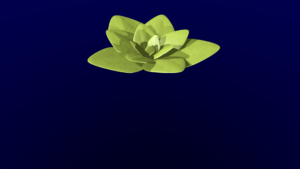 Modellierung einer Aeonium-Pflanze