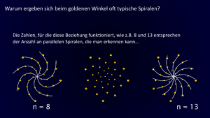 Spiralenbildung beim goldenen Winkel