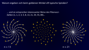 Spiralenbildung beim goldenen Winkel, Fibonacci-Zahlen